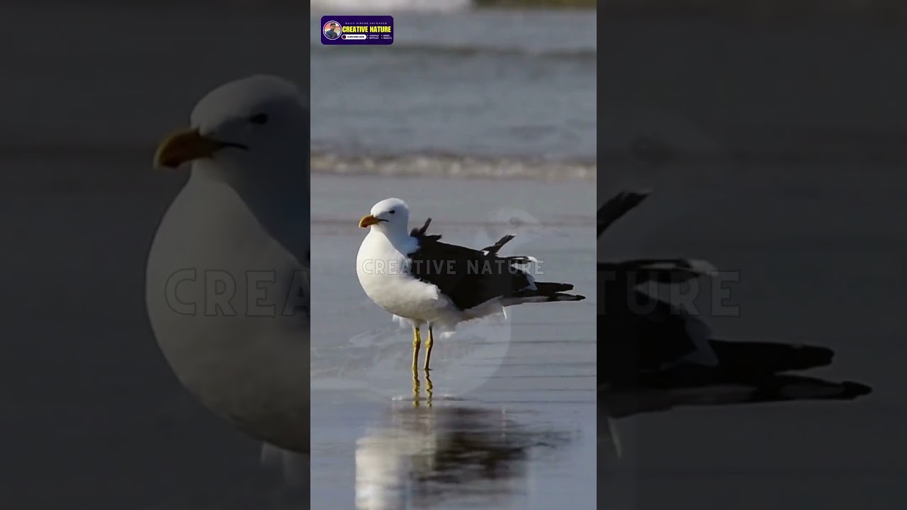Lifespan of a Seagull in the Wild | Creative Nature #nature #birds #shorts #trending