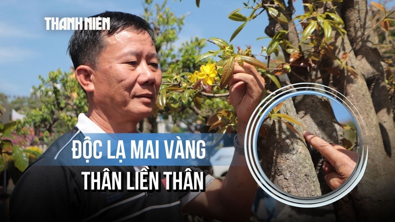 Độc lạ mai vàng thân liền thân, hoa 9 cánh của nghệ nhân Đắk Lắk giá 