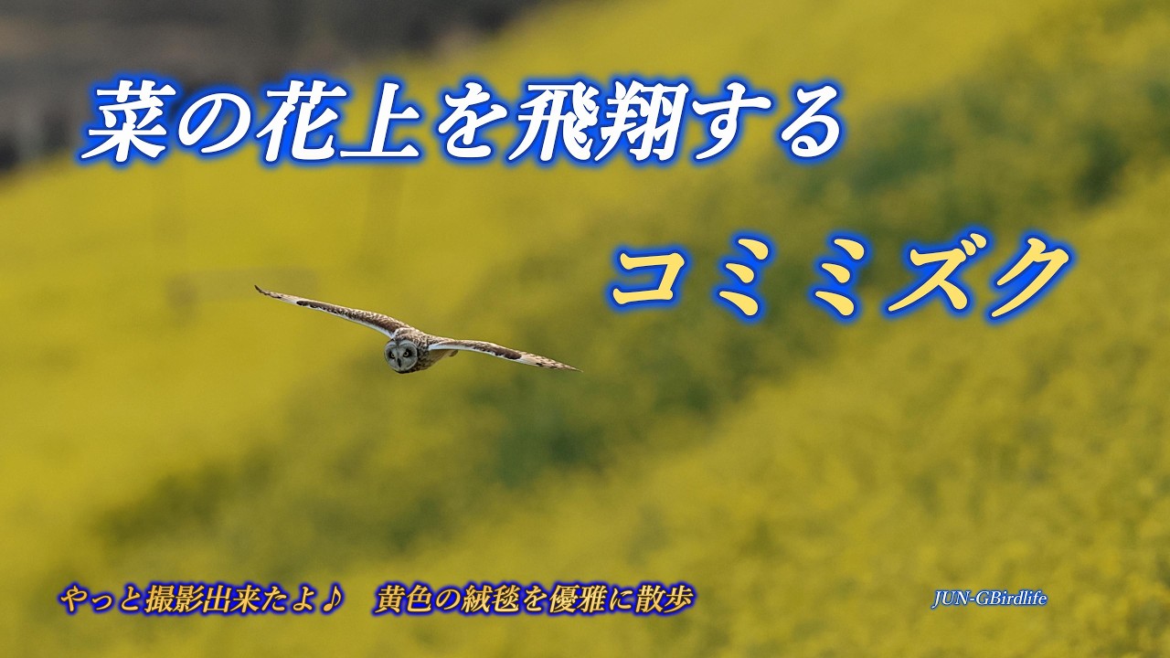 菜の花上を飛翔する コミミズク