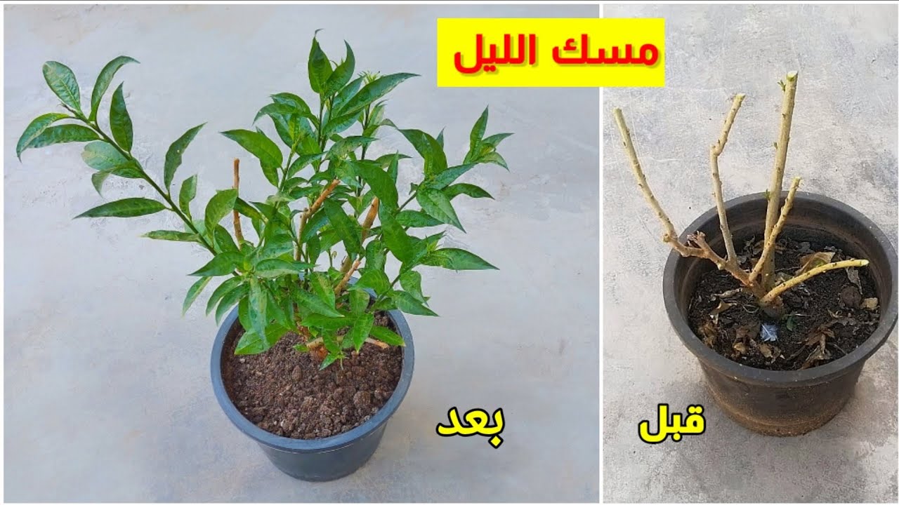 اعادة انعاش شجرة مسك الليل وافضل برنامج رعاية وتسميد
