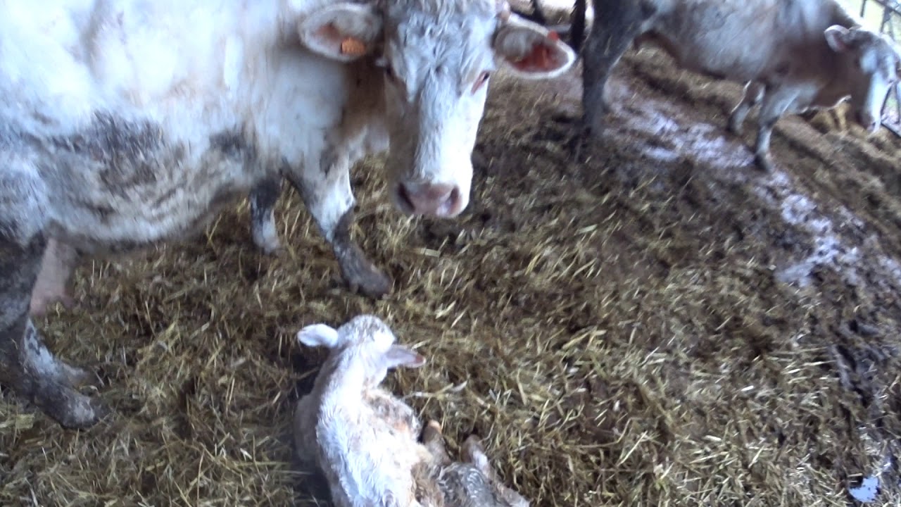 Une vache défend son veau