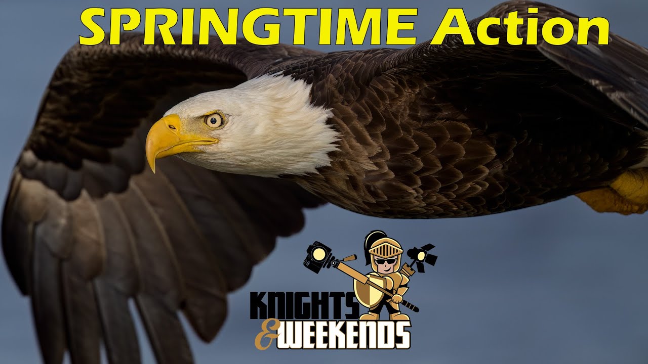 Spring in Action: Eagles, Osprey, Herons and more!