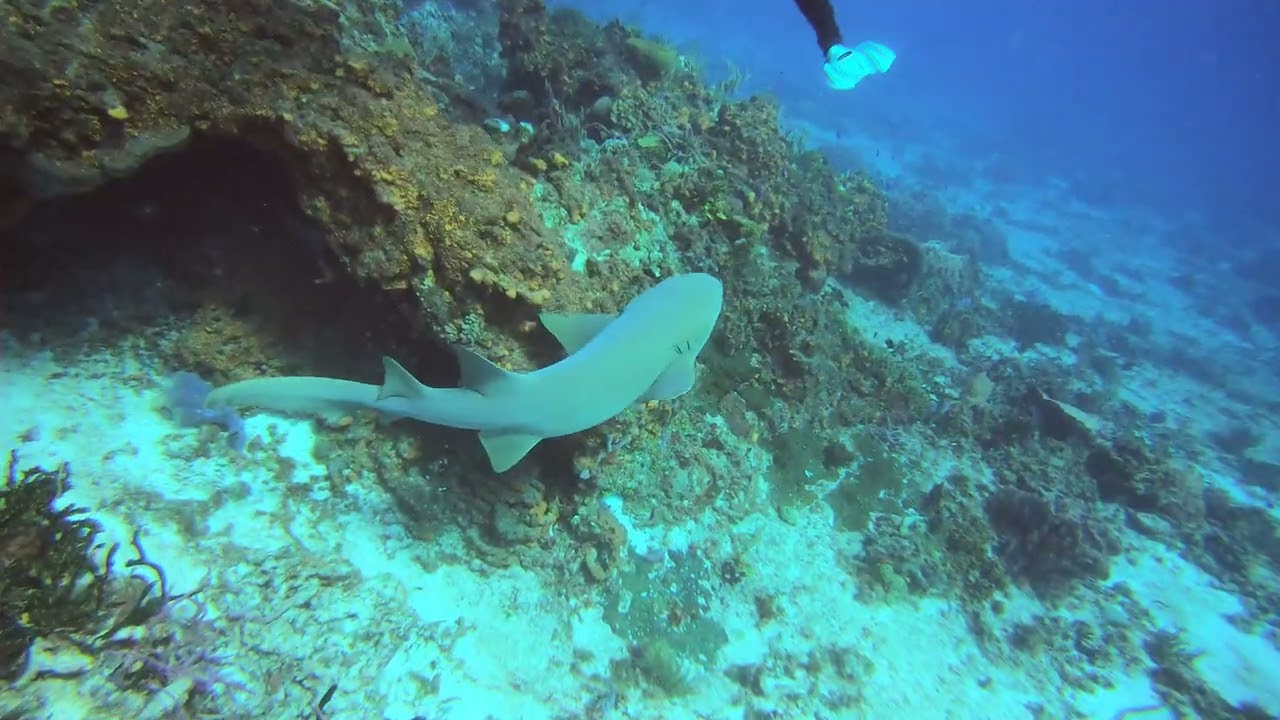 Great video of a Nurse Shark