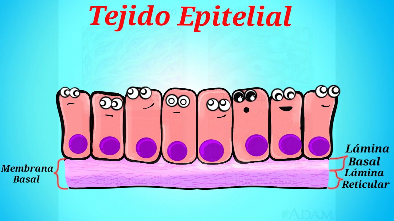 EXAMEN DE ADMISIÓN DE MEDICINA UMSA#6 TEJIDO EPITELIAL Y CONECTIVO