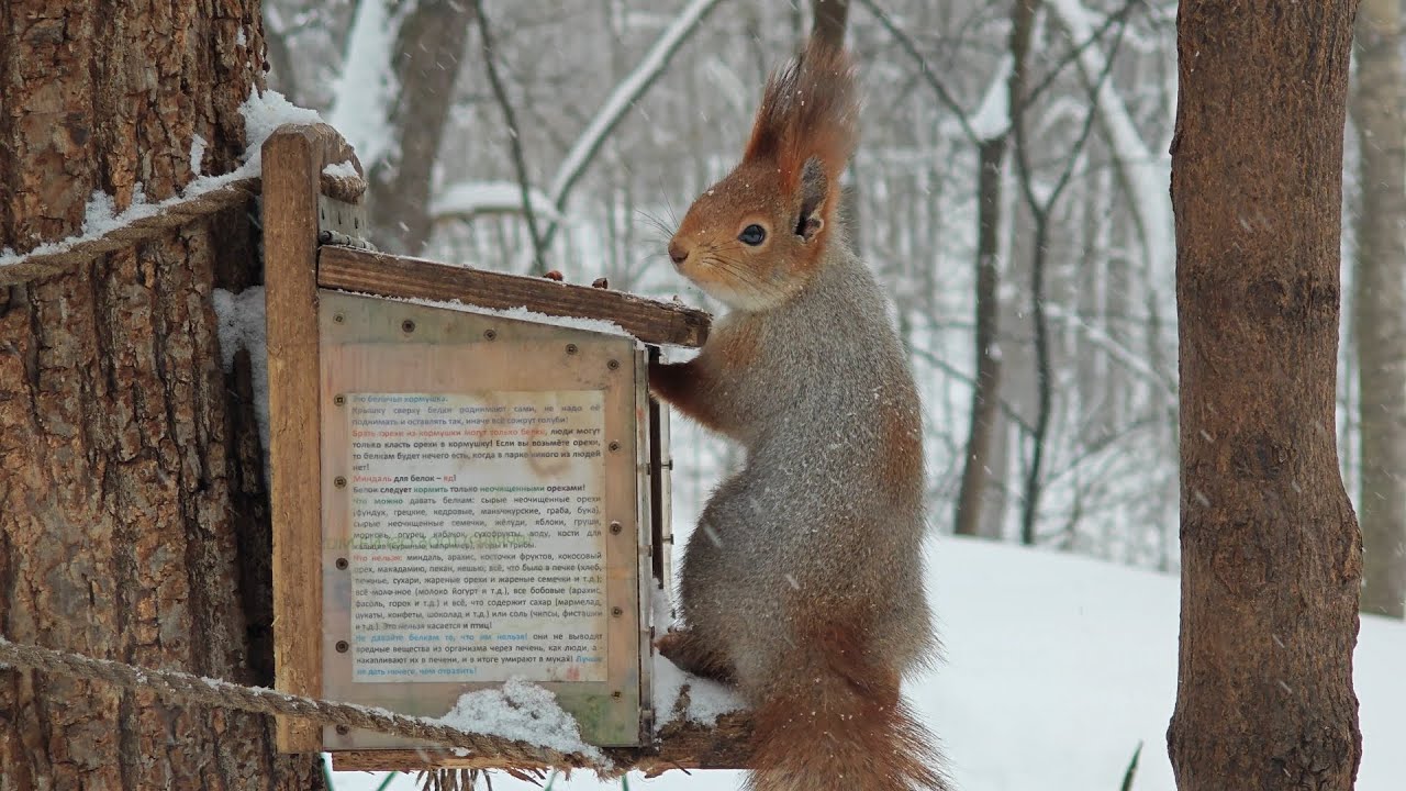 Белка и ливневый снегопад 🤔🤗 Squirrel and a pouring snowfall