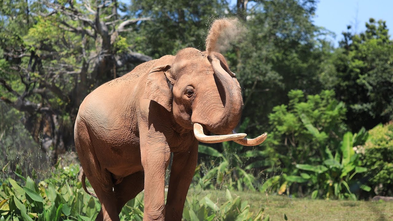 Flying power lines: How technology protects wild Asian elephants