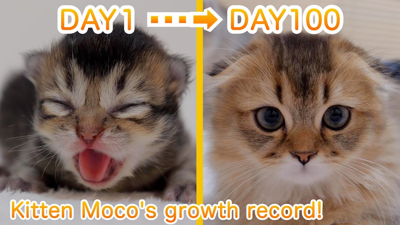 Рекорд роста котенка Моко! [от 0 до 100 дней после рождения]