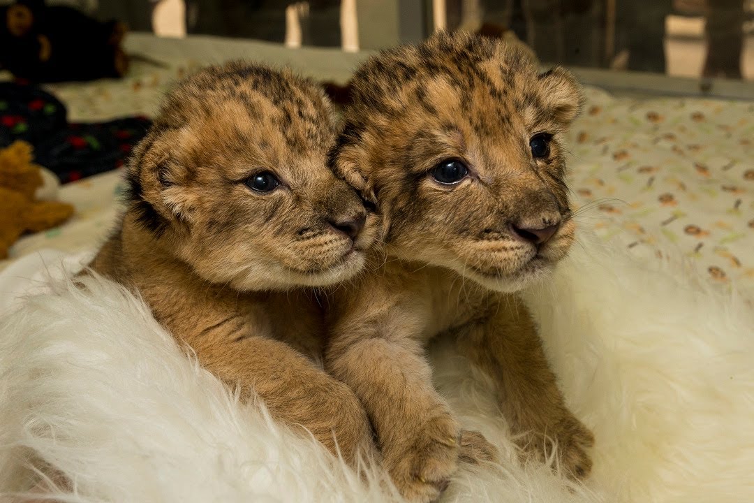 Lion Cubs Bottle Feed and Play at San Diego Zoo Safari Park