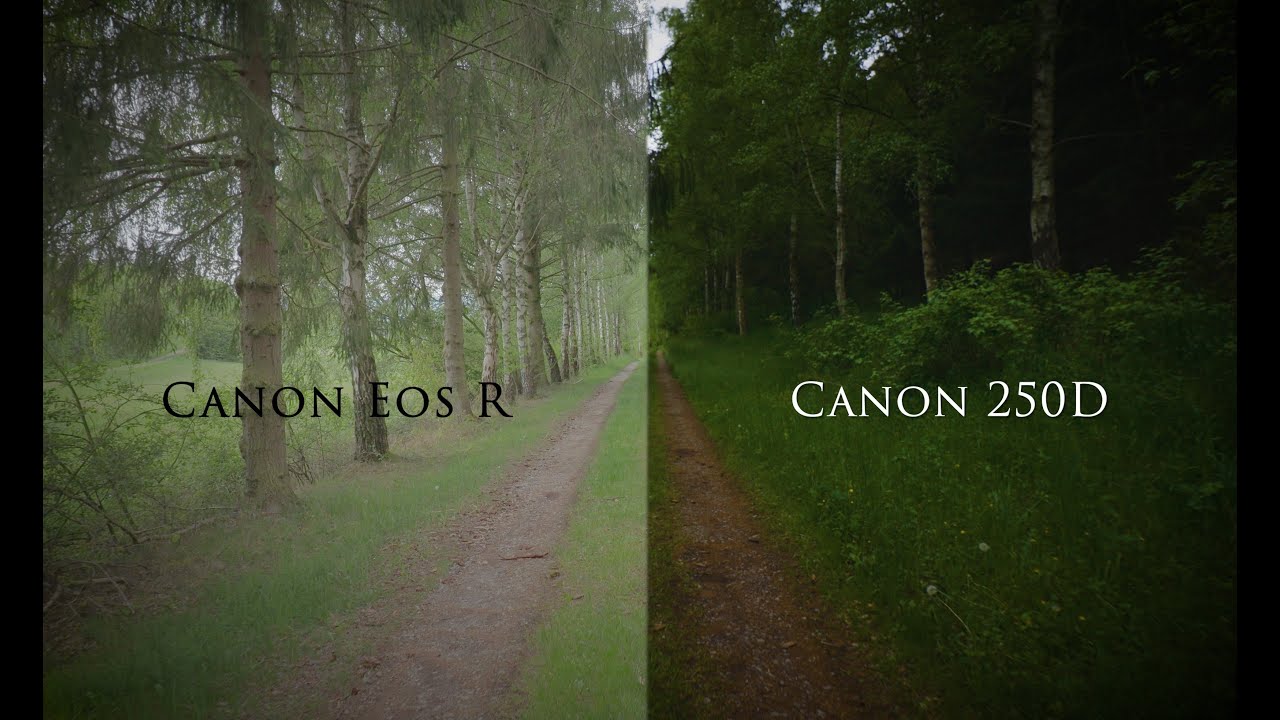 Canon Eos R vs Canon eos 250d (rebel sl3) Nature image comparison // Standard, C-Log, Cinestyle