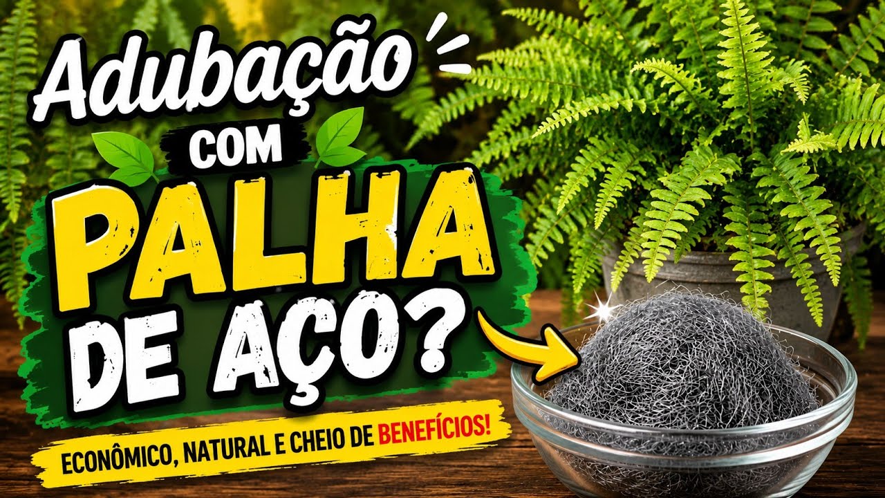 Adubando as Samambaias 