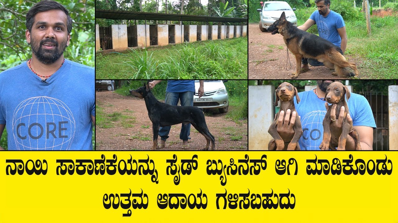 ನಾಯಿ ಮರಿಗಳಿಗೆ ಈಗ ಅತೀ ಹೆಚ್ಚು ಬೇಡಿಕೆ ಇದೆ..ಯುವಕರು  ಬ್ರೀಡಿಂಗ್ ಮಾಡಿ ಒಳ್ಳೆ ಆದಾಯ ಗಳಿಸಬಹುದು.DOG KENNEL VIDEO