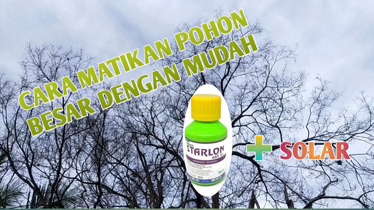 PAKE INI !!!! CARA MUDAH MEMATIKAN POHON BESAR