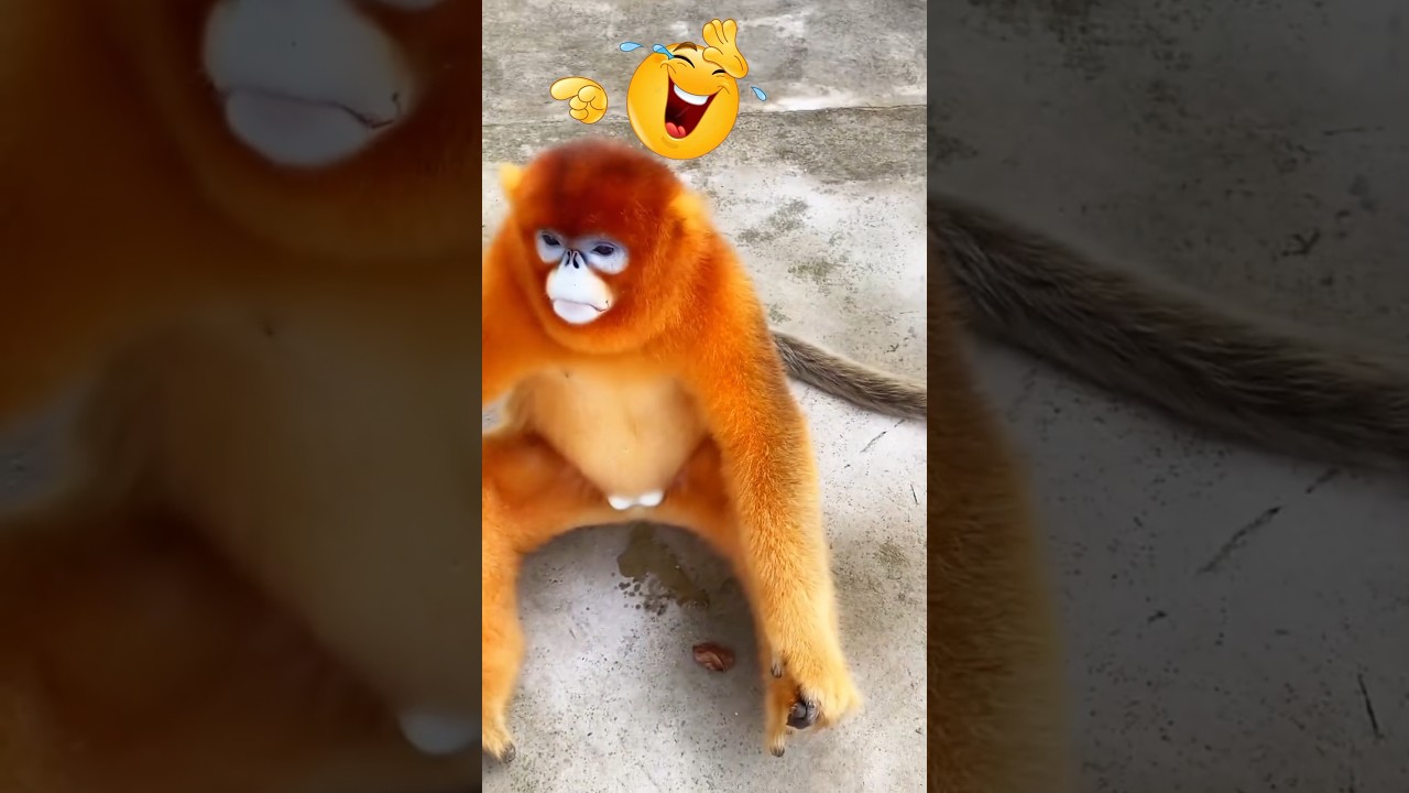 Epic Monkey & Girl Funny Video 😂 | Viral Animal Shorts 2024 