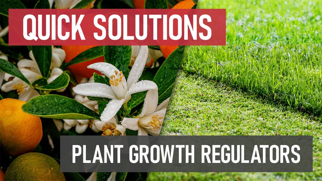 Quick Solutions: What are Plant Growth Regulators?