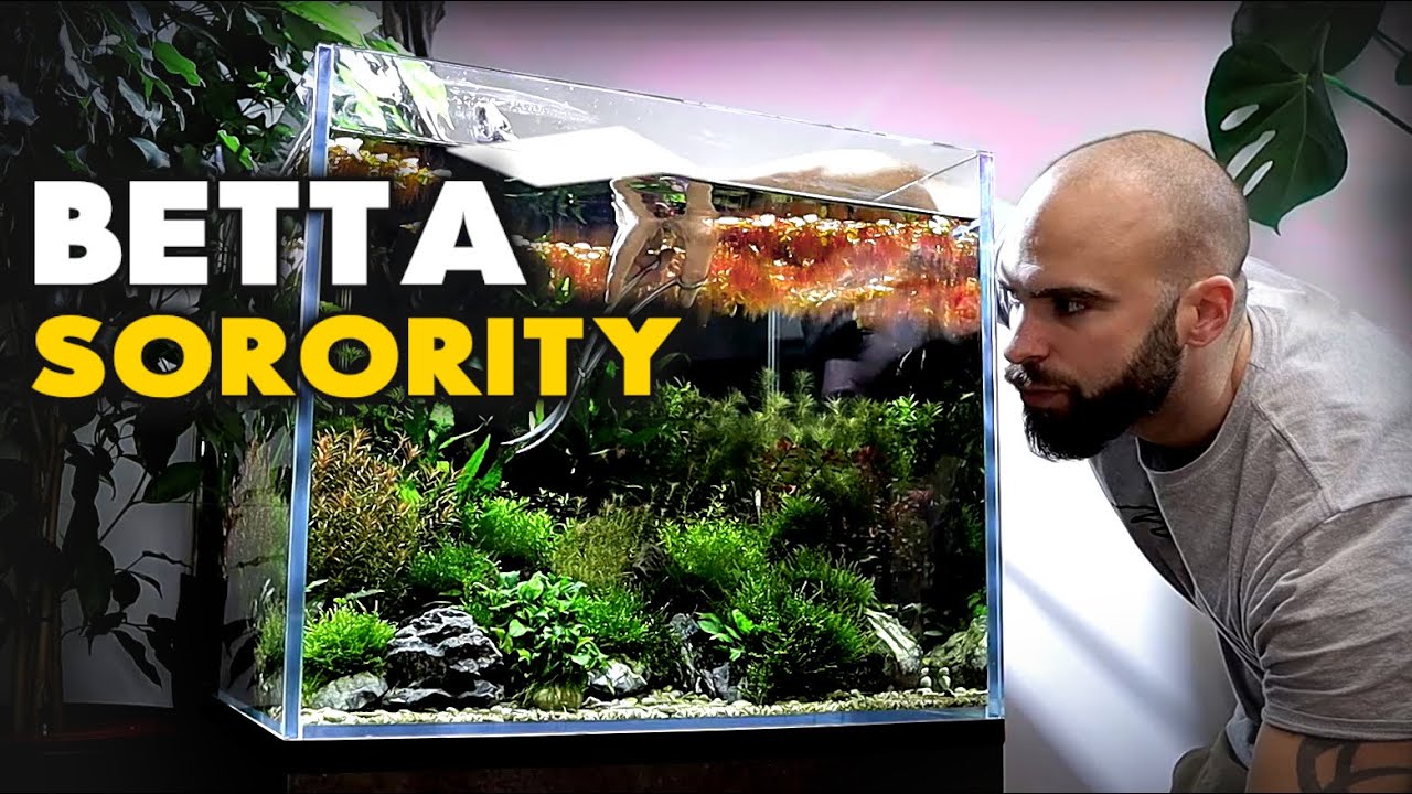 BETTA SORORITY (Has It Worked) + TIMMY & Shrimp!! | MD Fish Tanks