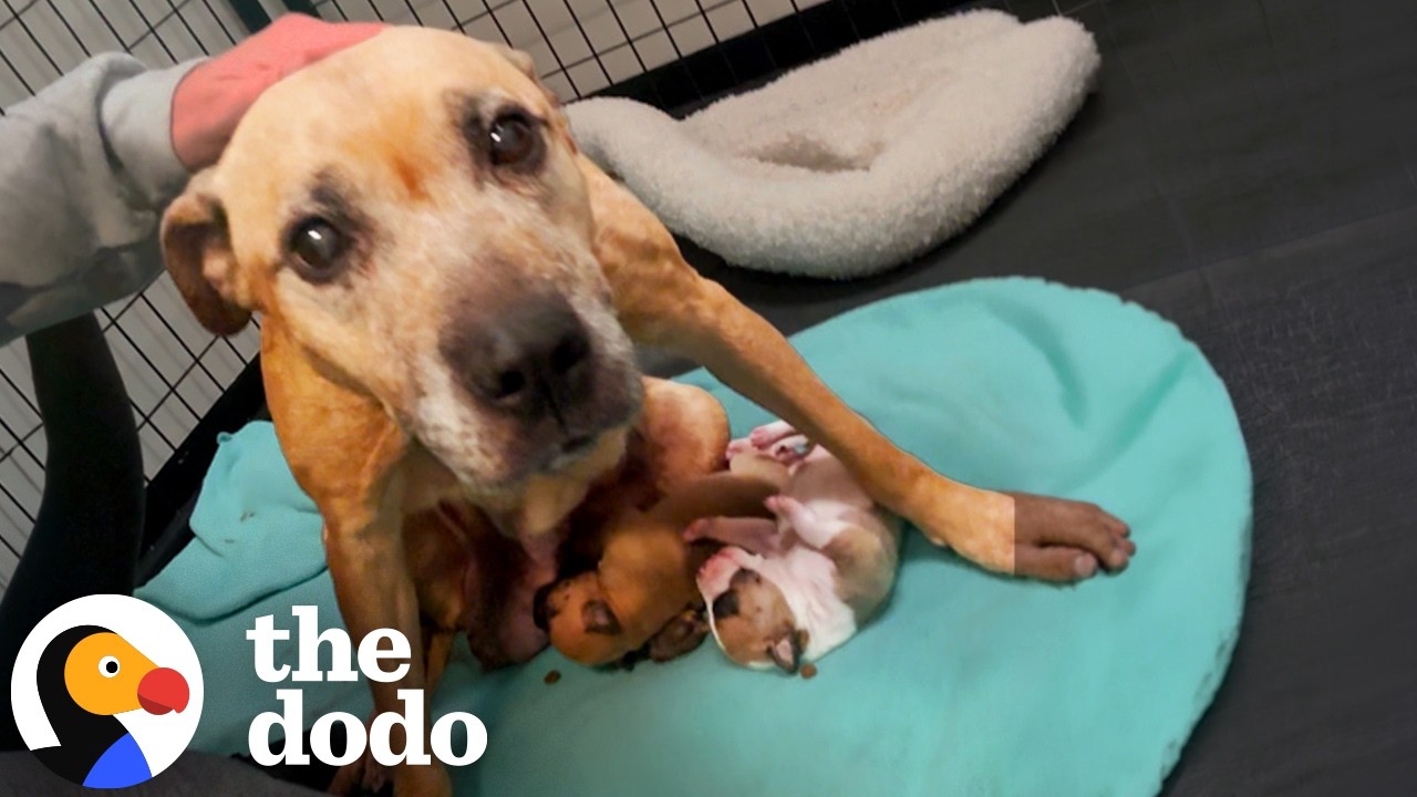 Собака-мать, брошенная в приюте, обрела лучшую жизнь | The Dodo