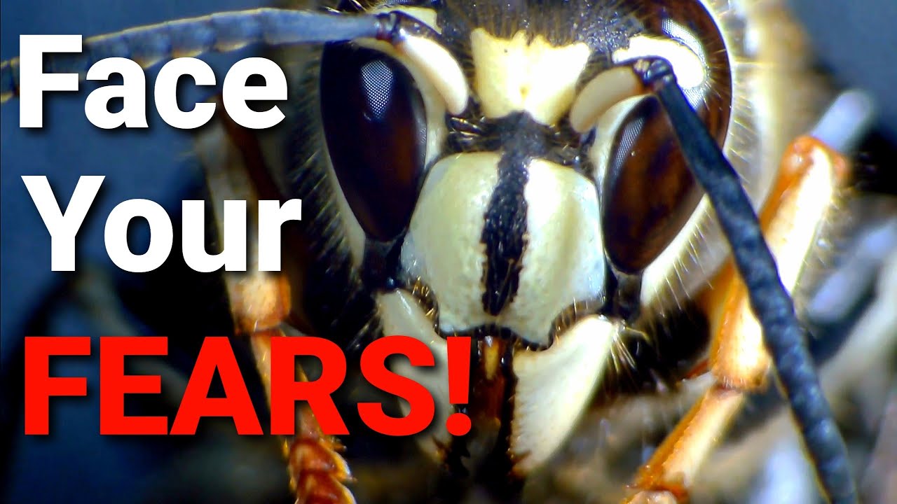 5 things you NEED to know about WASPS, HORNETS, and YELLOW JACKETS!