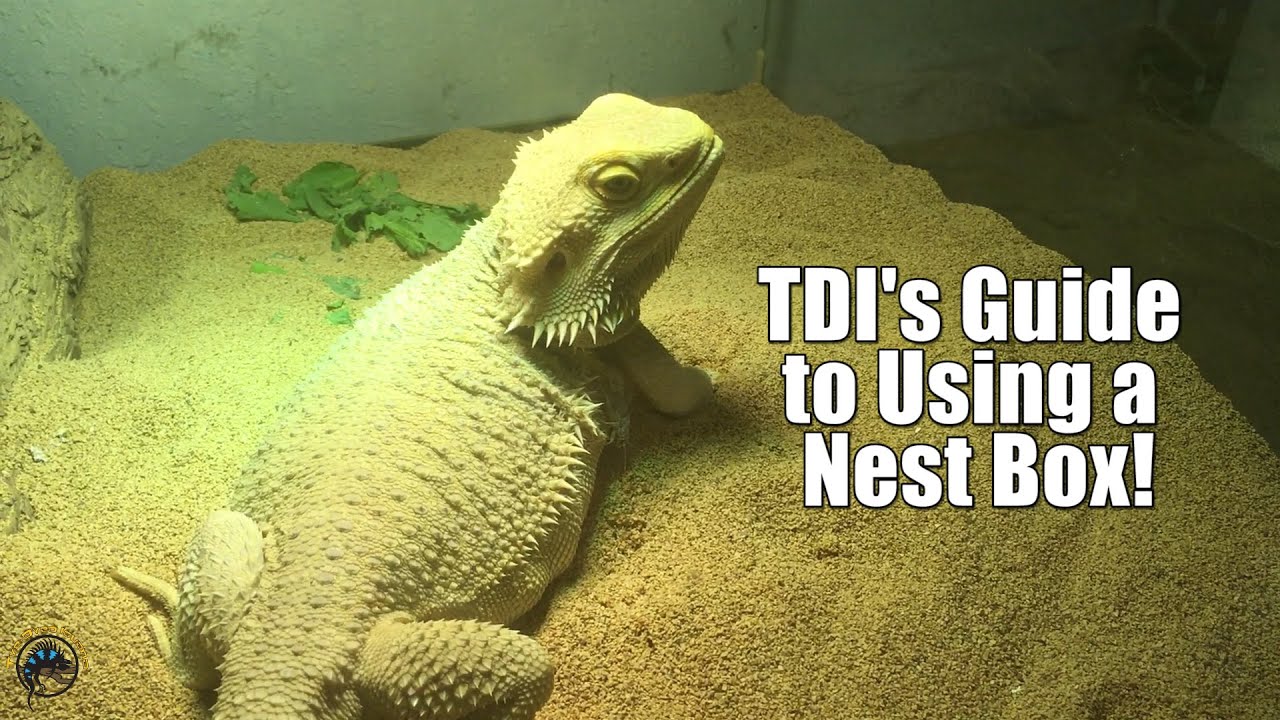 How to Help Your Female Bearded Dragon Lay Her Eggs with a Nest Box! 🦎🥚