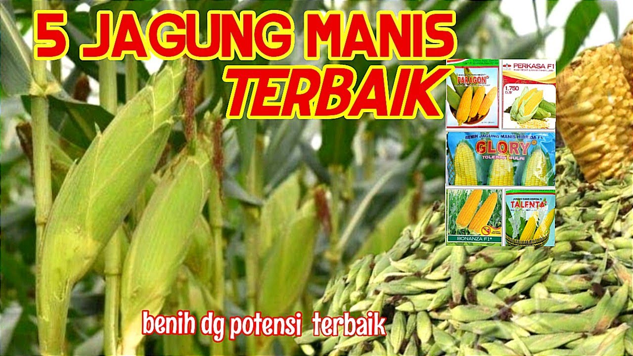 5 BENIH JAGUNG MANIS TERBAIK SAAT INI!!