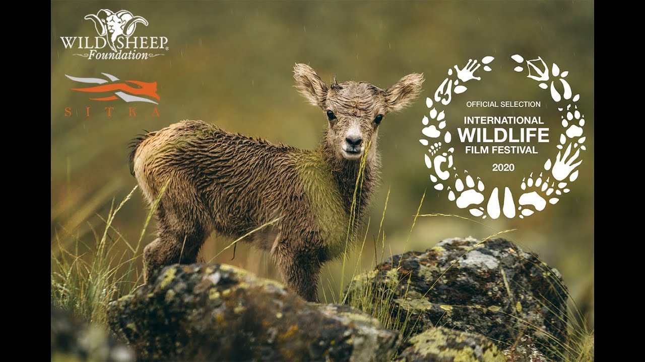 Wild & Wool
