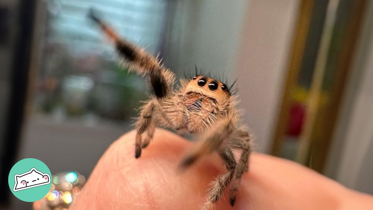 Woman Was Scared Of Friendly Spiders. But They Melted Her Heart | Cuddle Buddies