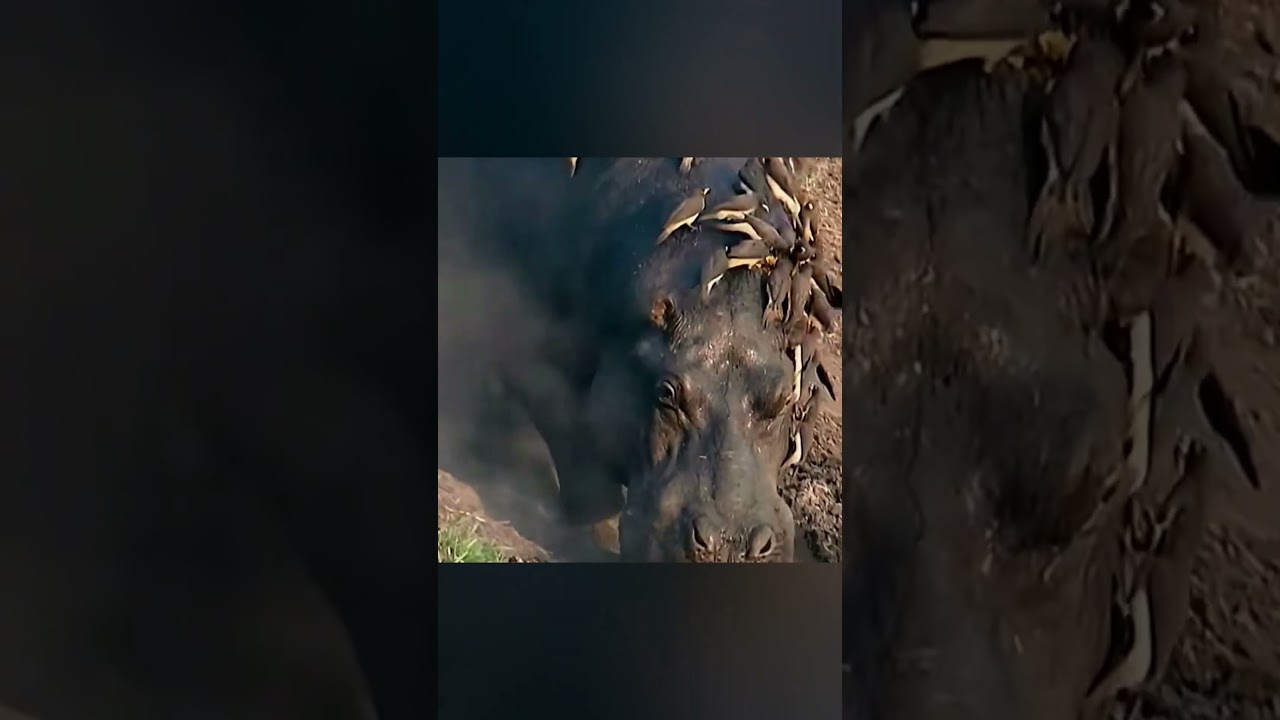 How Oxpecker Birds Save Injured Hippos 🐦😮