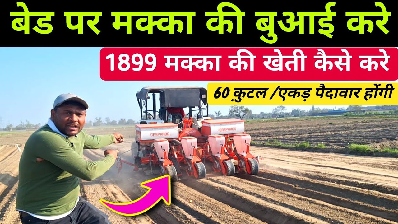 1899 मक्का की खेती कैसे करे | makka ki kheti kaise kre | makka ki buvai kaise kare | 1899 makka 