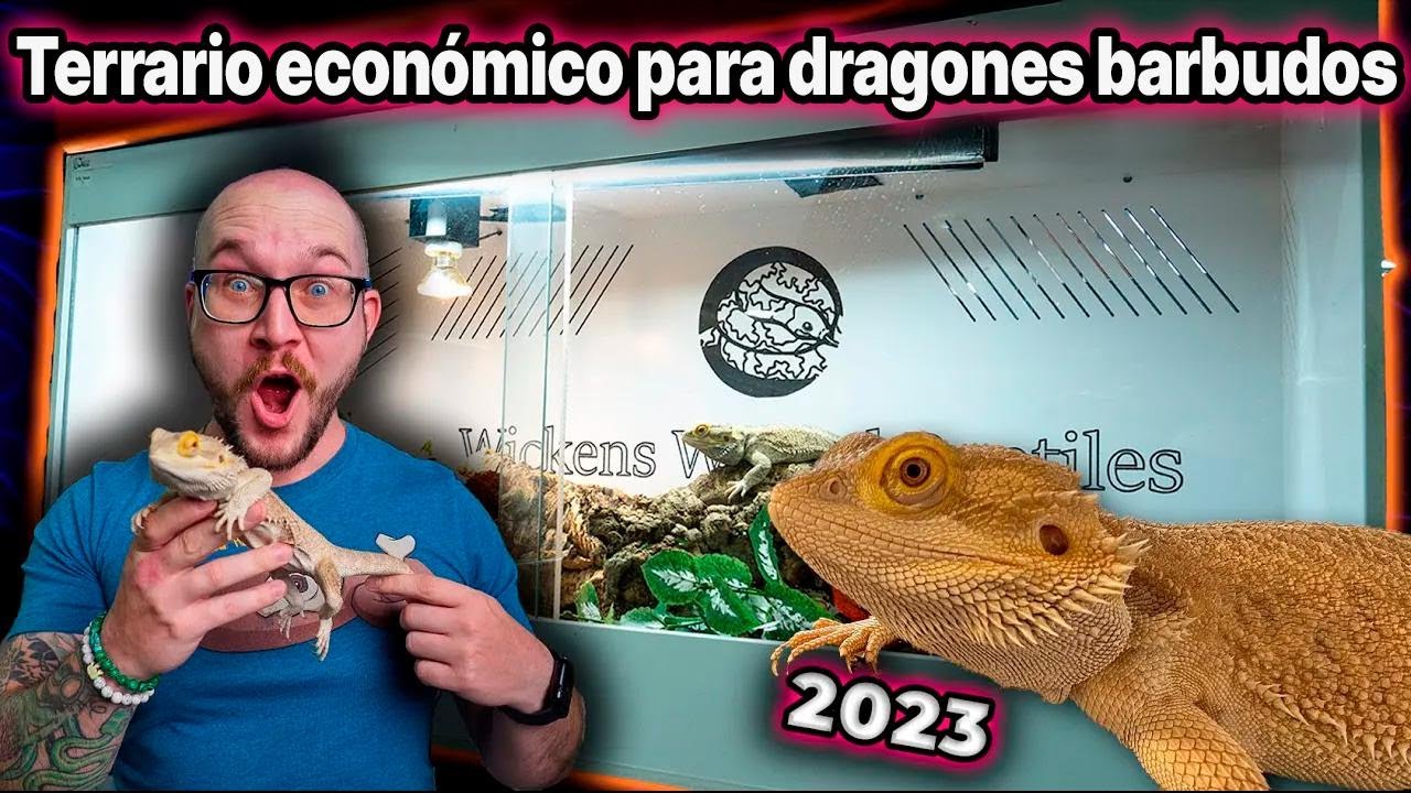 Cómo armar el terrario perfecto para tu dragón barbudo sin gastar de más