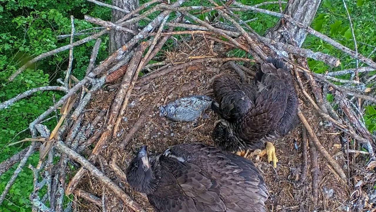EP#503 #baldeagle Review birds in nest with nature #birdslovers #birdsounds #birdsnest #wildbirds