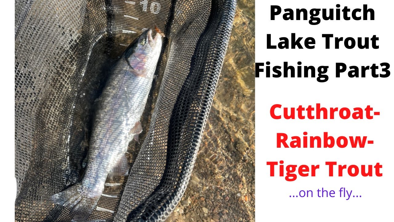 Panguitch Lake Fishing Trout Part 3 #utahfishing #troutfishing #flyfishing