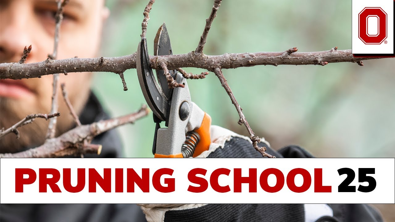 Online Fruit Pruning School  | 2025