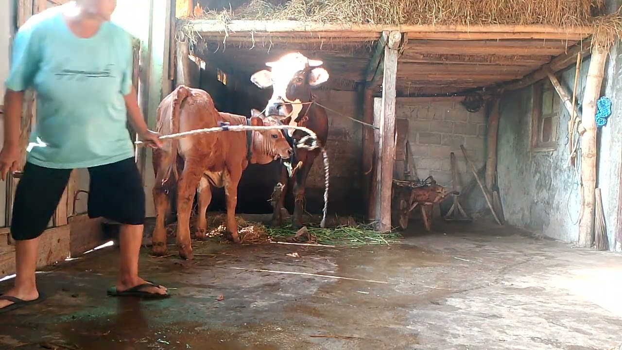 BERSIH-BERSIH KANDANG SAPI ‼️
