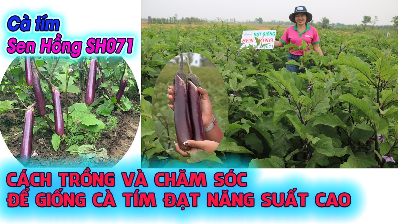 CÁCH TRỒNG VÀ CHĂM SÓC ĐỂ GIỐNG CÀ TÍM ĐẠT NĂNG SUẤT CAO - CÀ TÍM SEN HỒNG SH071