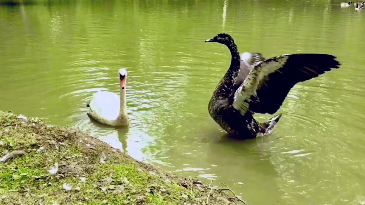Rare Swoose in England - Hybrid Bird of a Swan cross Goose