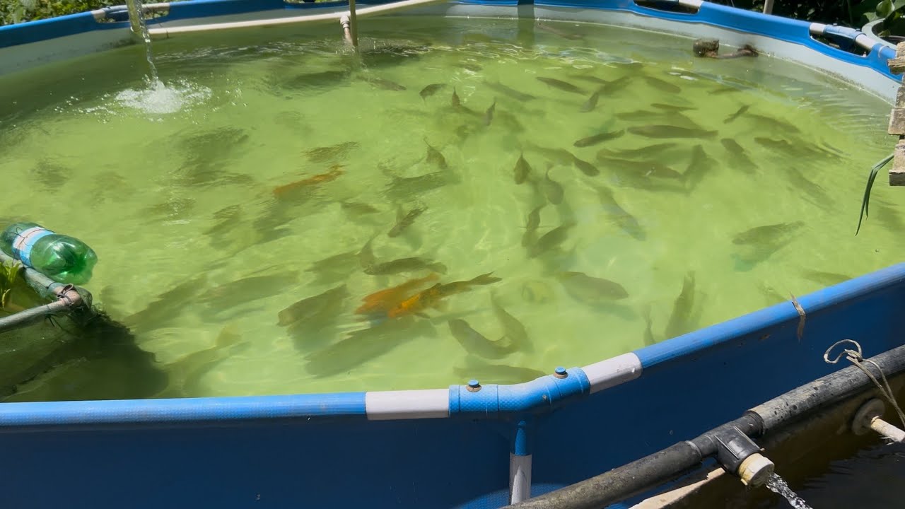Atualização da criação de Tilápias na Piscina e caixa d’água 
