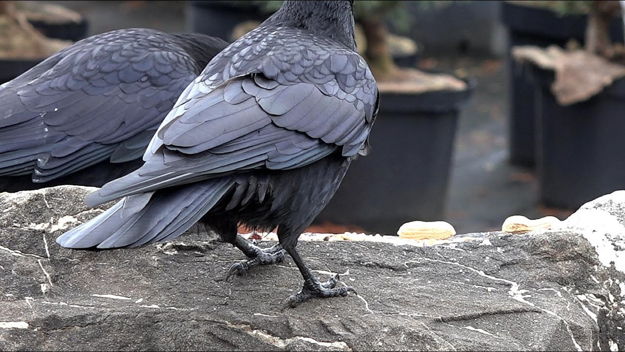 19.02.2026 Rabenhaft schöner - Donnerstag 