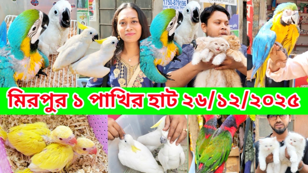মিরপুর ১ পাখির হাট | Exotic Pets | mirpur 1pakhir hat | Cat price in Bangladesh | Biraler hat 