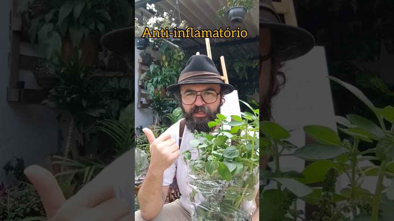 BENEF&Iacute;CIOS DO MANJERIC&Atilde;O