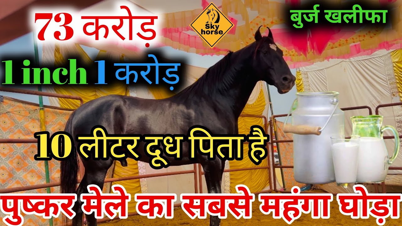 पुष्कर मेले का सबसे क़ीमत का घोड़ा | #pushkarmela2025 