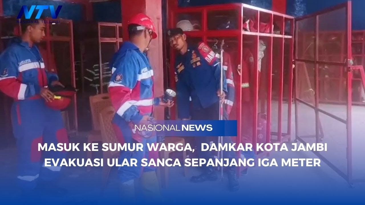 MASUK KE SUMUR WARGA,  DAMKAR KOTA JAMBI EVAKUASI ULAR SANCA SEPANJANG IGA METER
