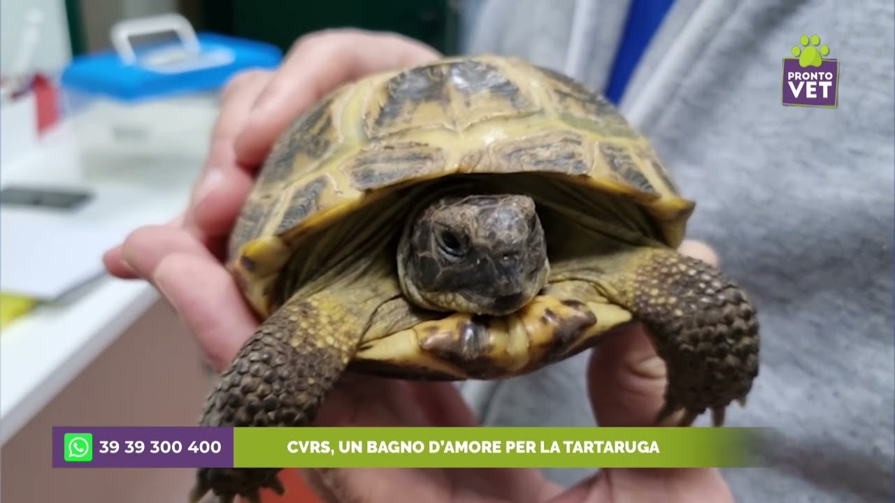 Pronto Vet - Dentro al CVRS, tartaruga e bagnetto