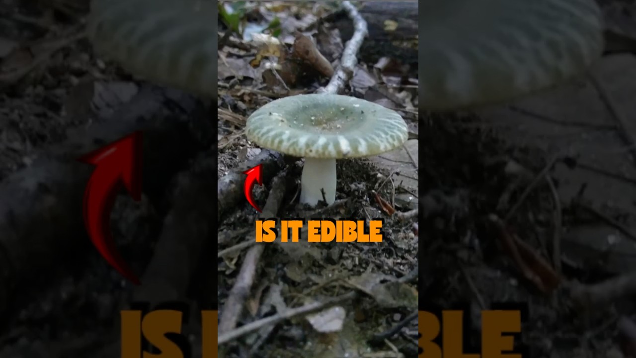BLUE-GREEN CRACKING RUSSULA (Russula parvovirescens) #foraging #ediblemushrooms #fungi