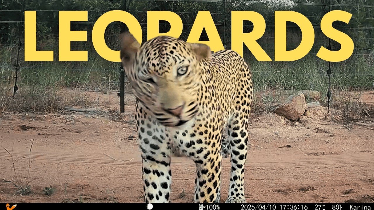 11 Minutes of The Best Leopard Videos on Trail Camera!