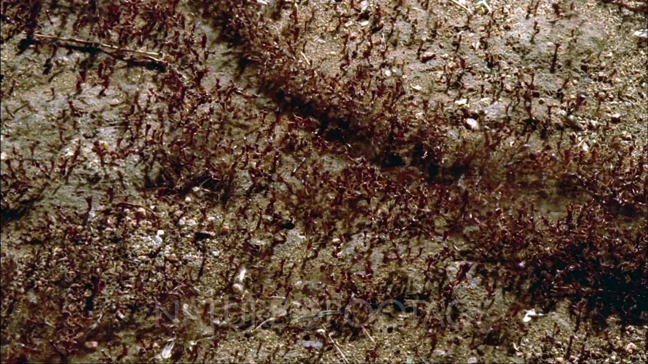 Close up top shot line of army ants -Dorylus nigricans- operating a work tunnel to transport food...
