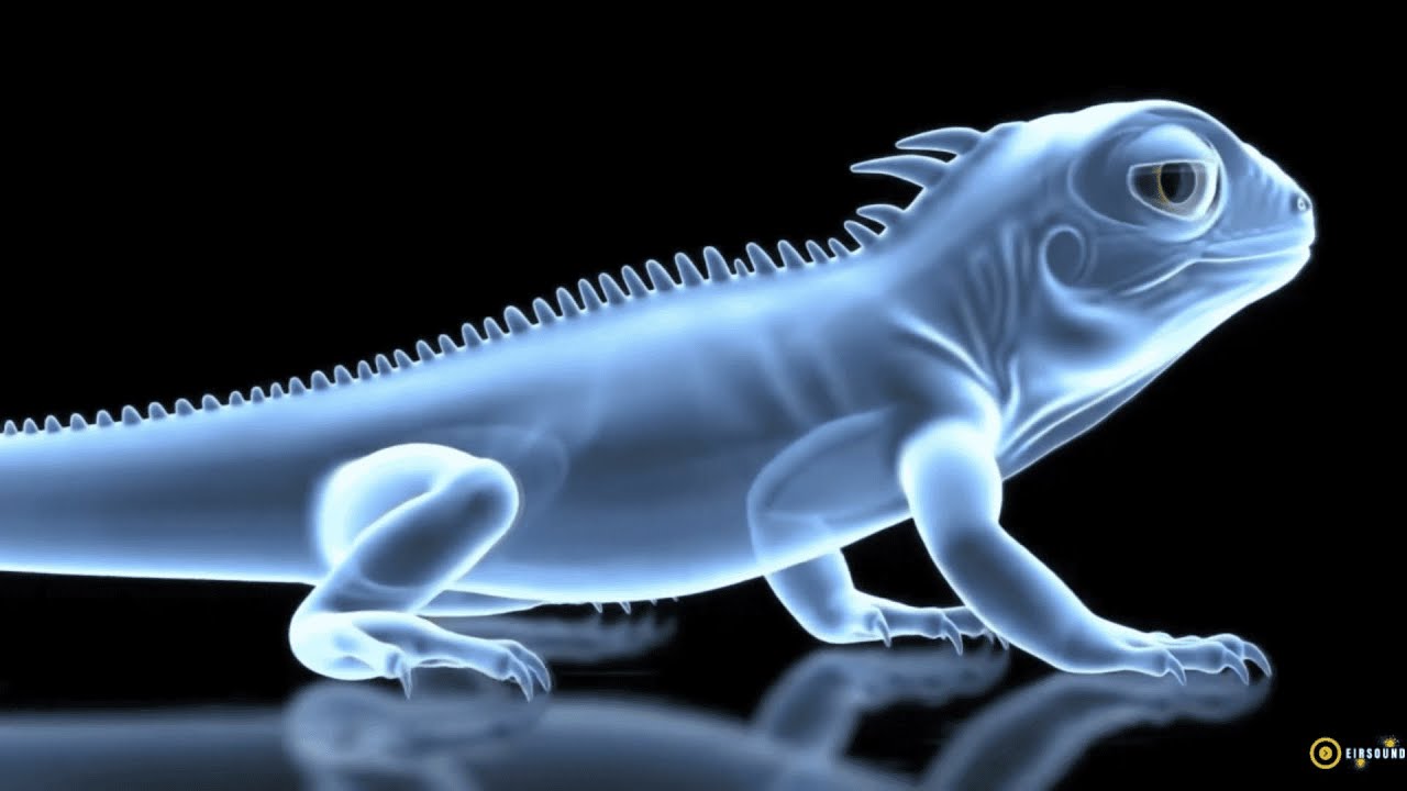 Unwind with Colorful Animal Holograms in 3D and Calming Ambient Music