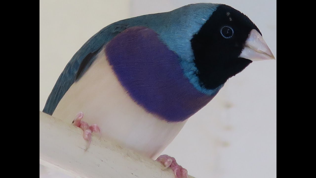 Gouldian finches aviary tour with Birdman Dad