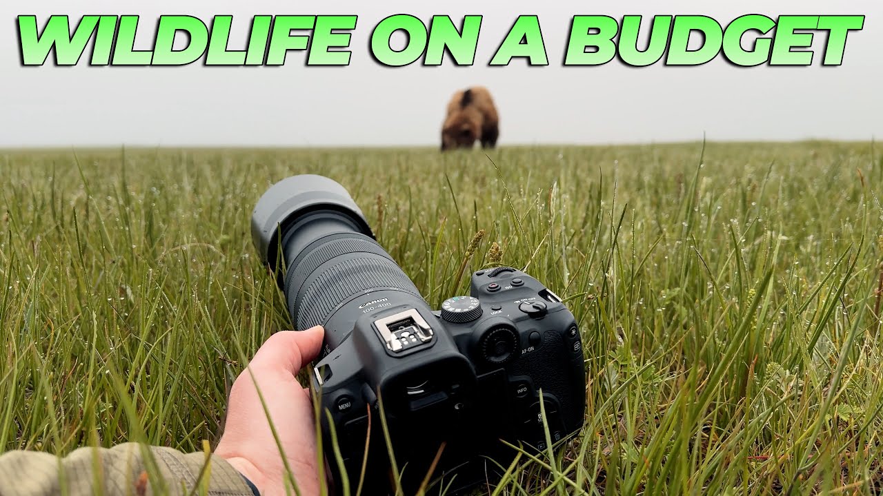 If I Bought my 1st Wildlife Camera in 2024, Here's What I'd Get