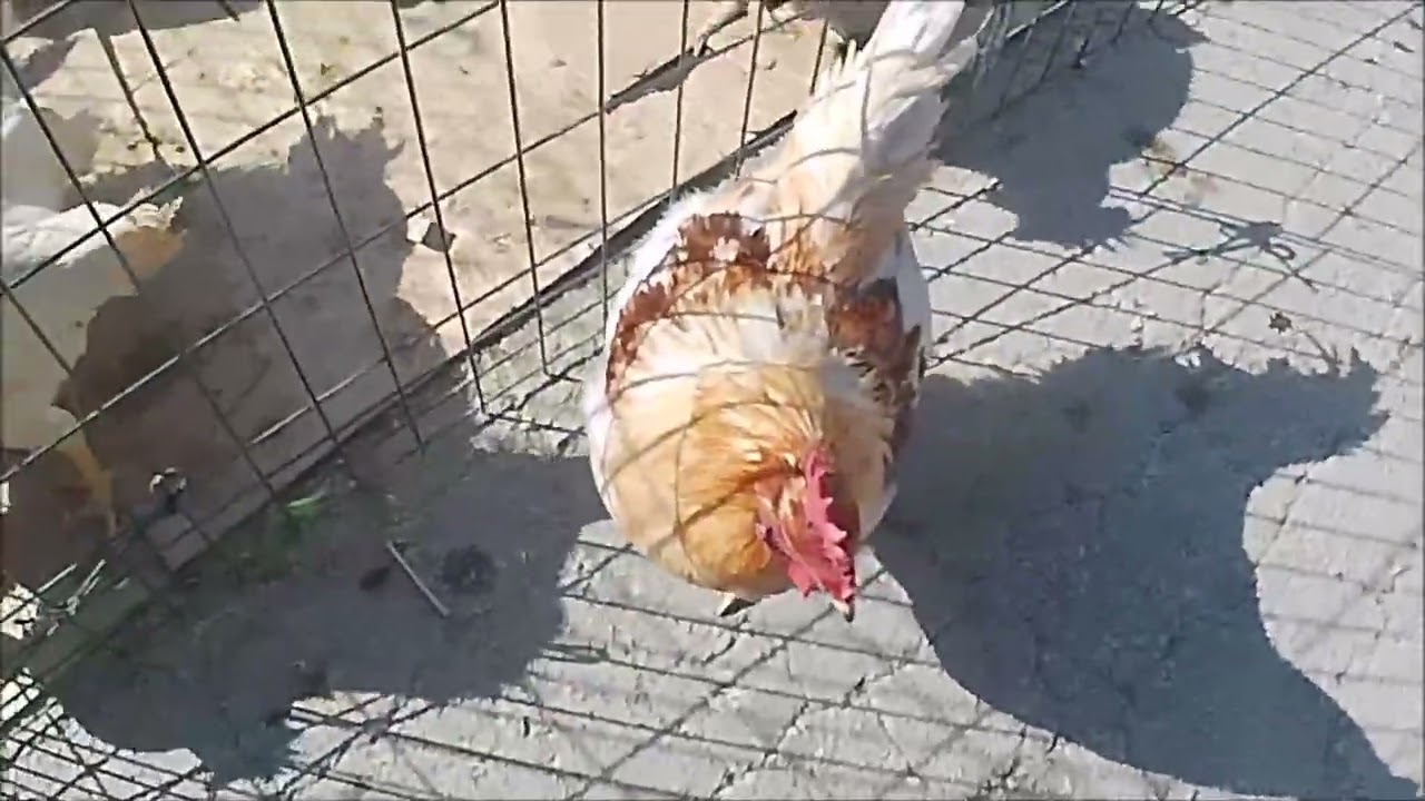 Isparta Kanatlı Hayvan Pazarı 16 Şubat 2025