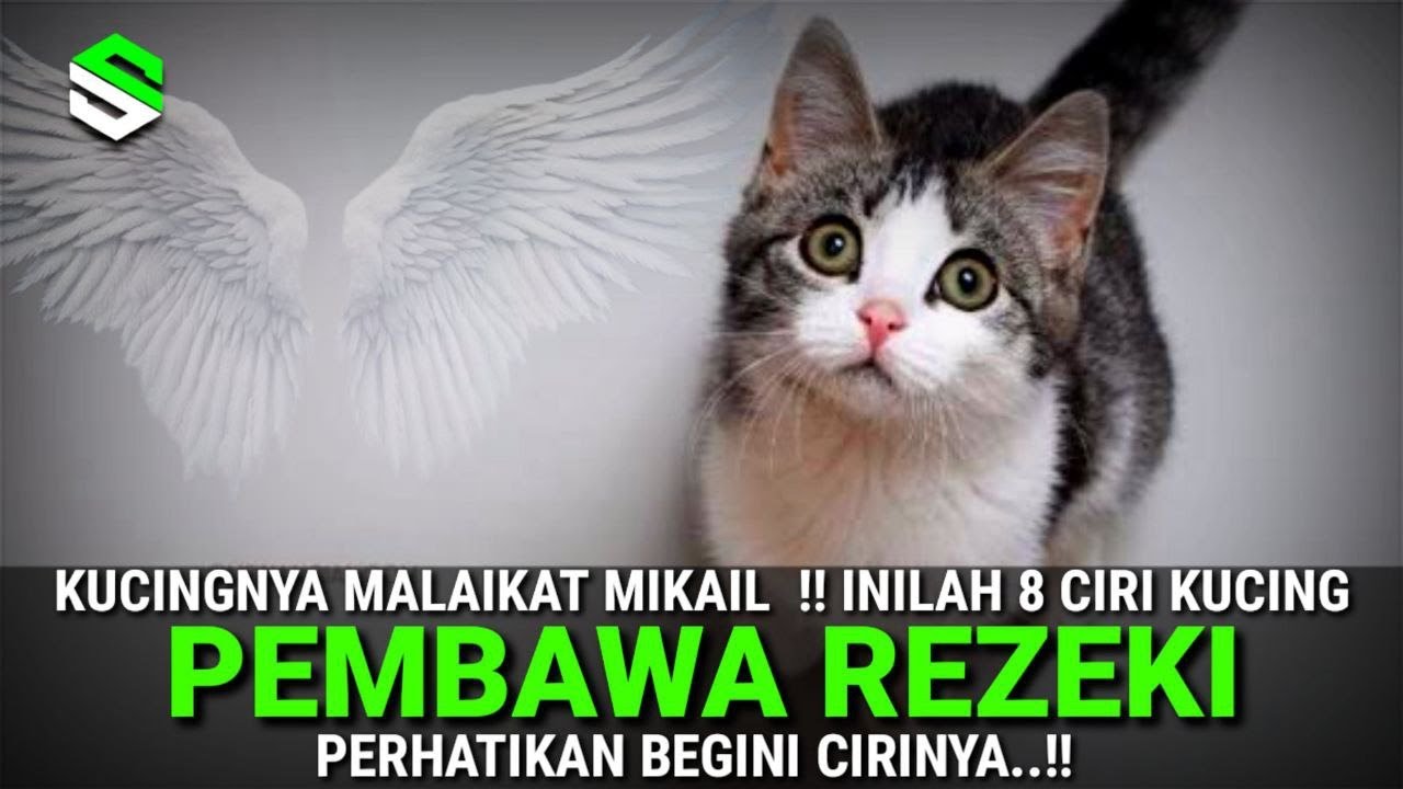 KUCINGNYA MALAIKAT MIKAIL ! 8 Ciri Kucing Pembawa Rezeki Menurut Spiritualitas Islam, Anda Beruntung