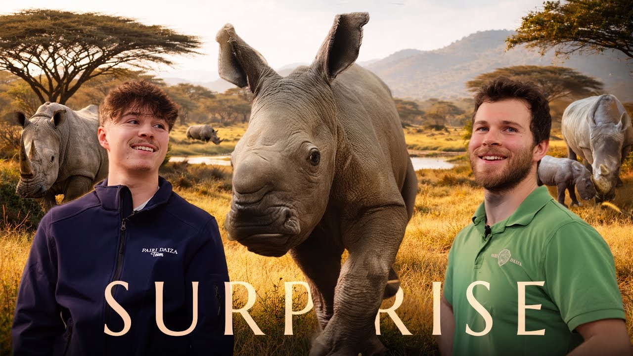 🎄 C'est Noël avant l’heure à PAIRI DAIZA... Un nouveau bébé RHINOCÉROS est né ! 🦏